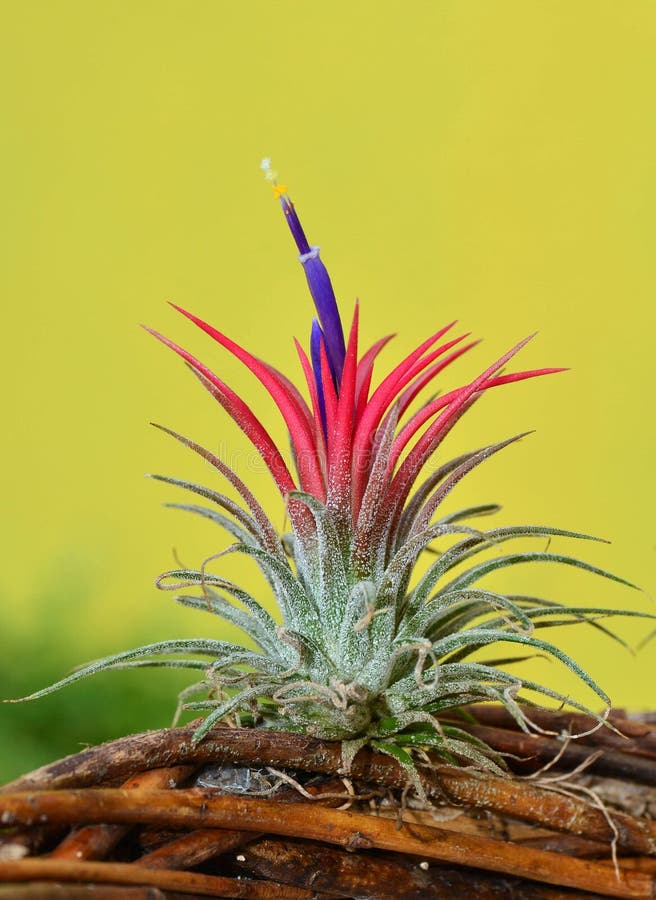 Blooming Tillandsia ionantha