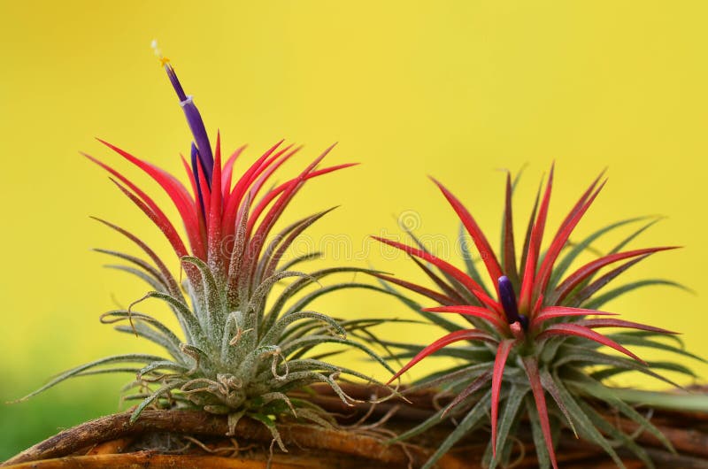 Blooming Tillandsia ionantha