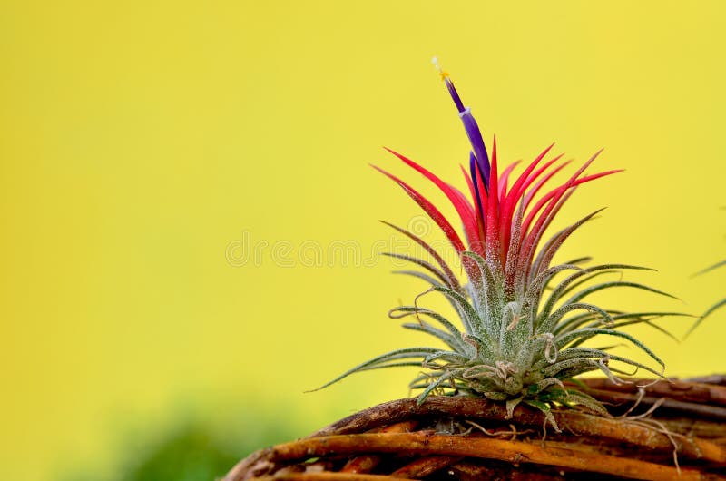 Blooming Tillandsia ionantha
