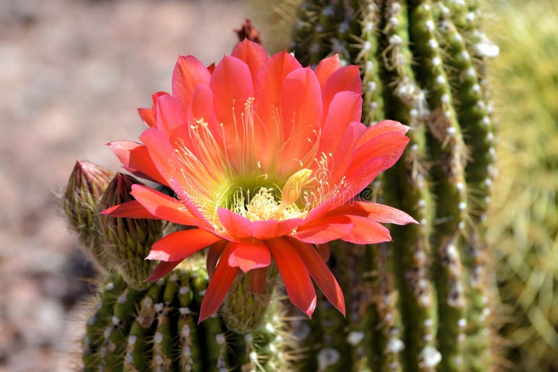 Blooming Torch Cactus stock photo. Image of flowering - 71359362
