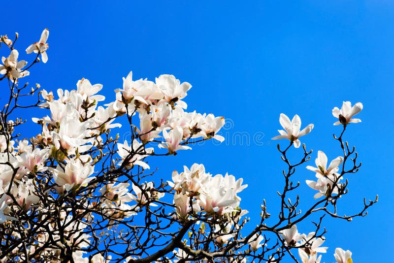 Blooming tree