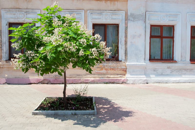 Blooming Tree