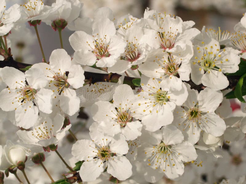 Blooming tree stock image. Image of tree, garden, culture 587285