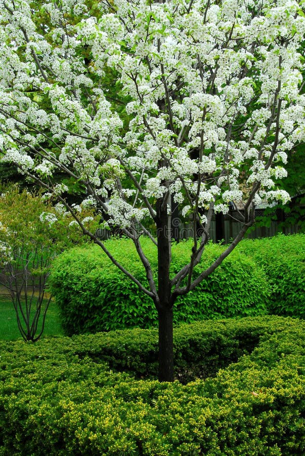 Blooming tree stock image. Image of spring, plants, blooming 784993