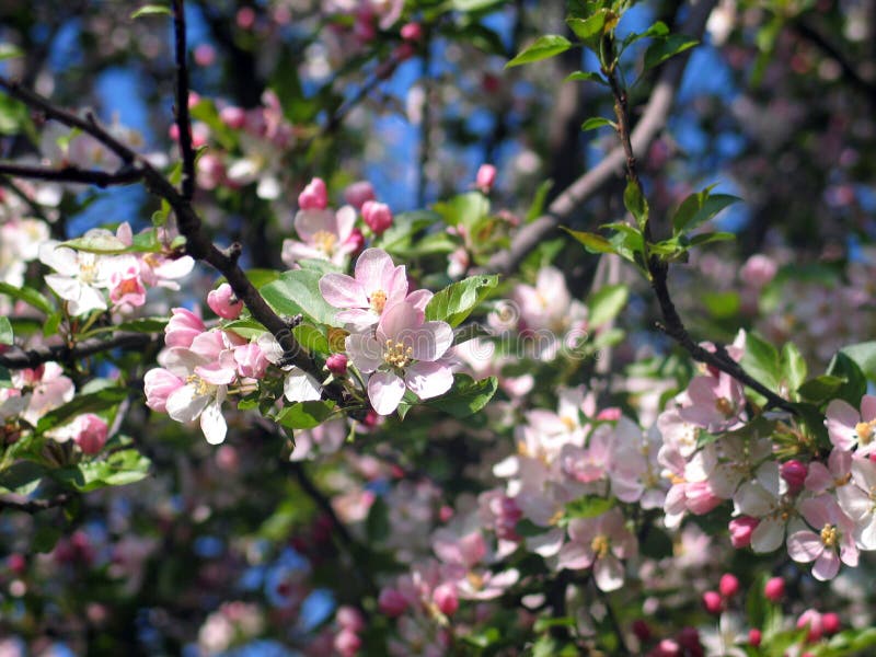 Blooming tree