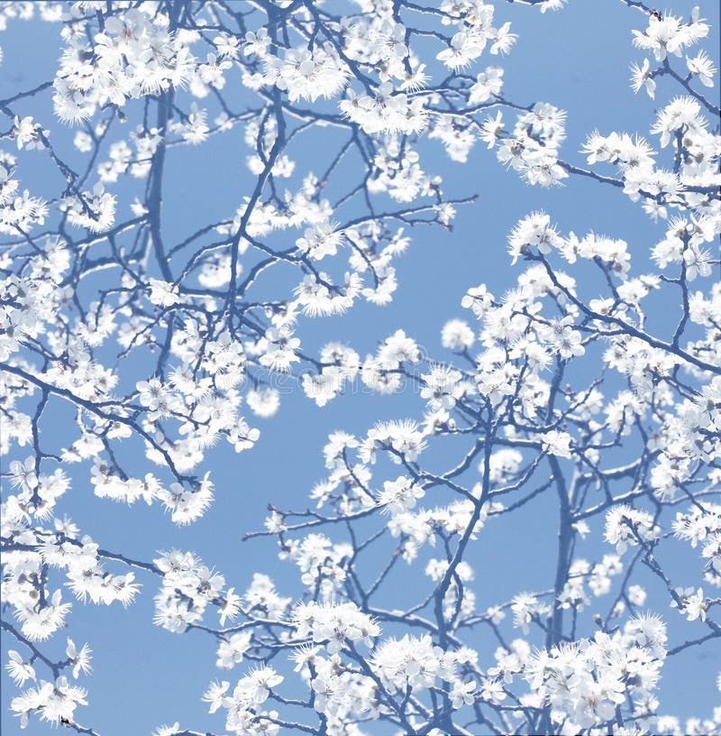Blooming tree background stock images Blooming tree background stock images