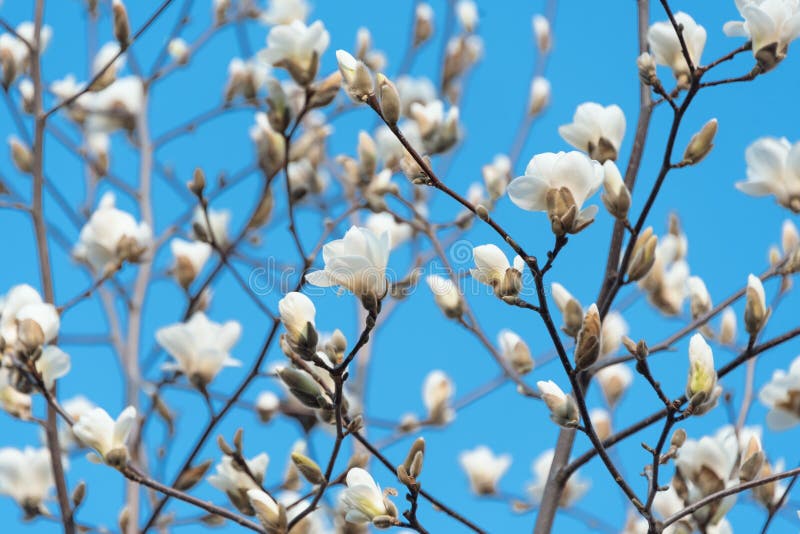 Blooming Tree Branches. Bloomy Magnolia Tree with Big White Flowers