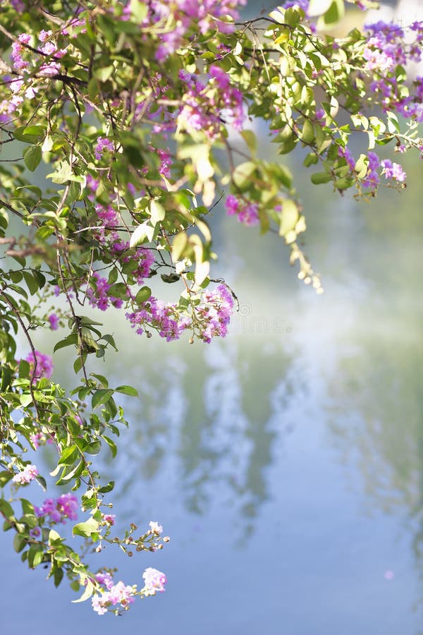 Blooming tree in the nature during spring by the lake