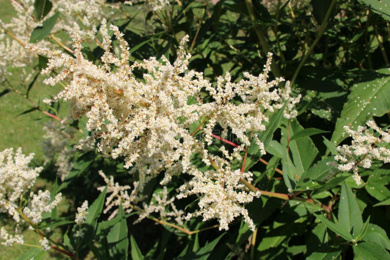 Blooming tree in a park in orl�ans - france stock image
