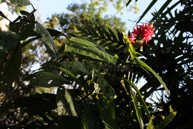 Blooming tree in a park - singapore stock photo
