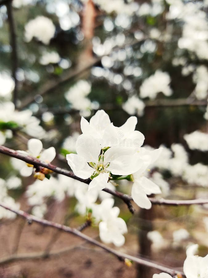 Blooming Tree with White Flowers Stock Photo Image of eggs, white