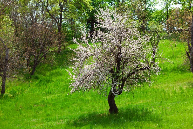 Blooming Tree White Flowers in Spring Stock Image Image of garden
