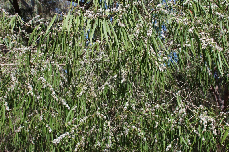Blooming tree at the yanchep national park - western australia stock photos