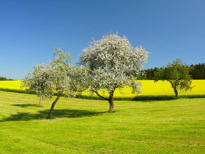 Blooming trees