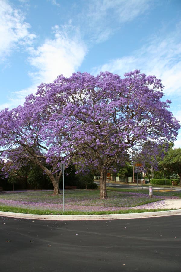 Blooming trees