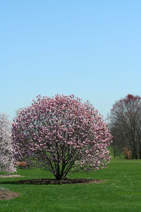 Blooming trees in a park