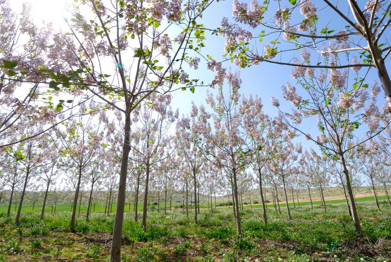 Blooming trees at spring