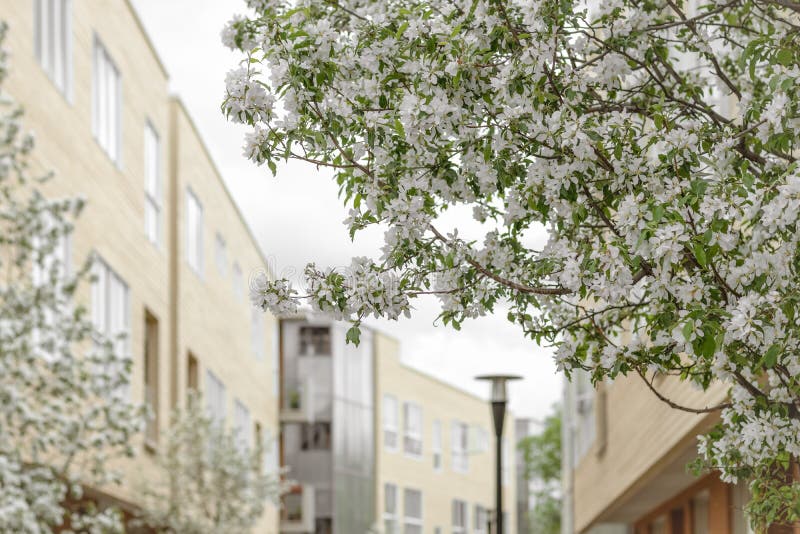 Blooming trees in a spring city