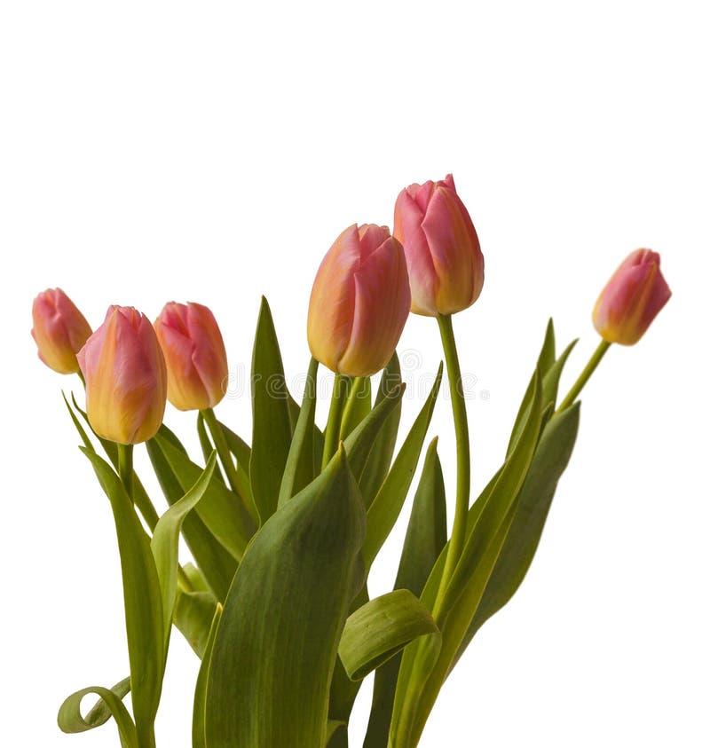 Blooming Triumph Tulips Sort Stock Image Image of beautiful, buds