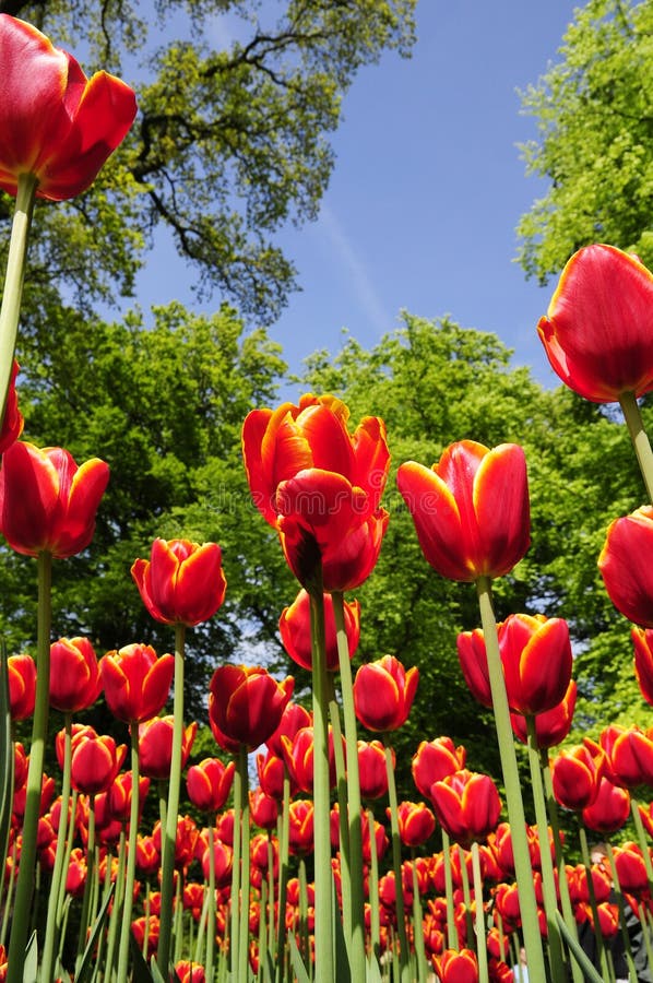 Blooming tulip