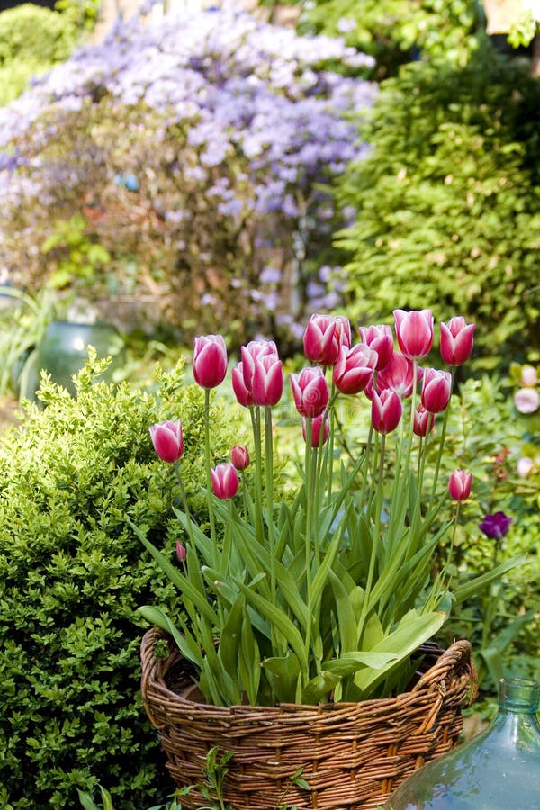 Blooming Tulip Basket stock image. Image of spring, flower 4682705