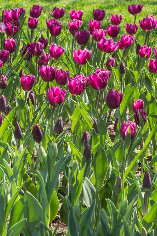 Blooming tulips stock photo. Image of plants, white, petals 35313040