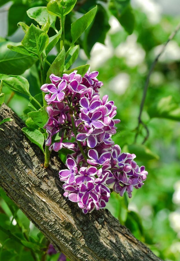 Blooming varietal selection two-tone lilac Syringa