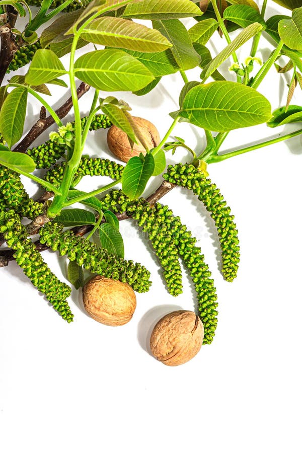 Blooming walnut branch and whole ripe nuts isolated on a white background. Young leaves and flowers