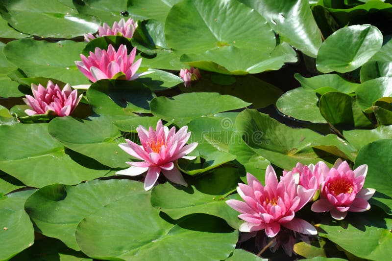 Blooming water lilies stock image. Image of garden, green 37035845