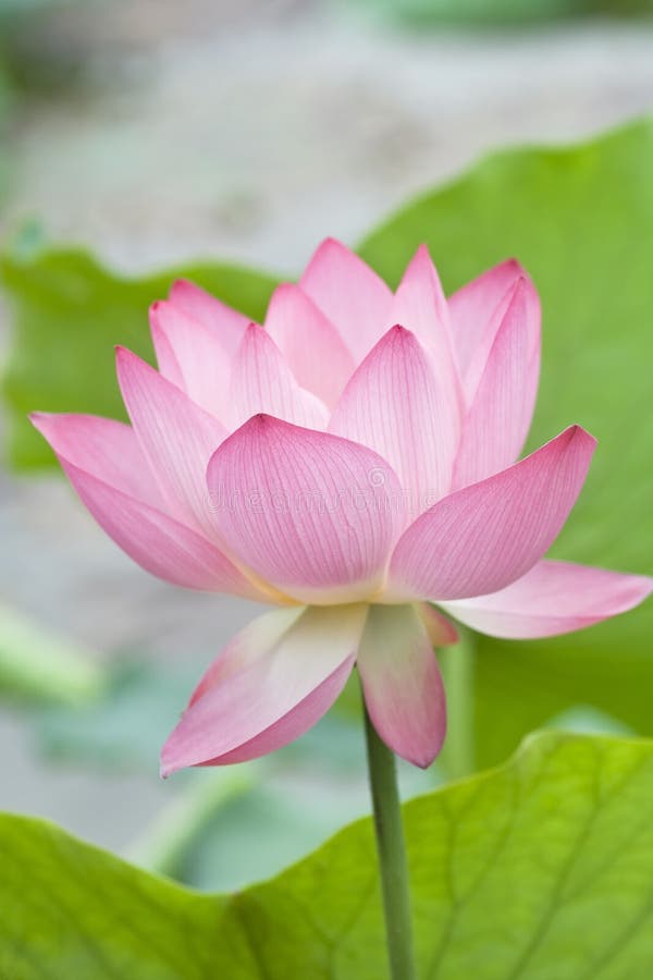 Blooming water lilies stock image. Image of water, lilies 84135591