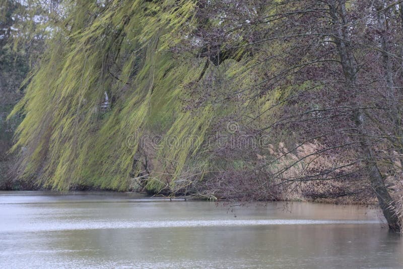 Blooming Weeping Willow in the Storm Stock Photo Image of weather