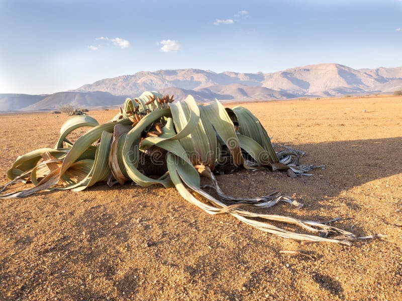 Blooming Welwitschia mirabilis in the desert of central Namibia