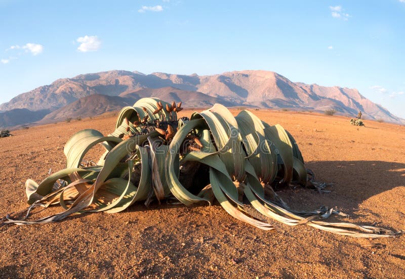 Blooming Welwitschia mirabilis in the desert of central Namibia