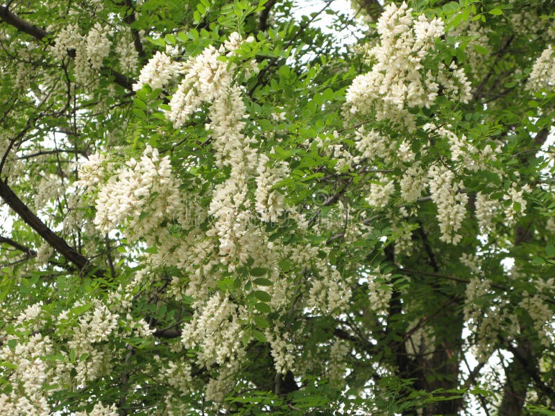 Blooming white acacia stock photo. Image of nature, tree - 140155394