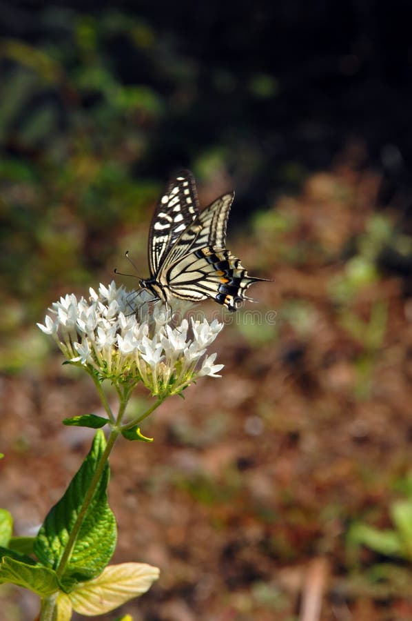 Blooming White Flower Attracts Butterfly Stock Image Image of hawaii
