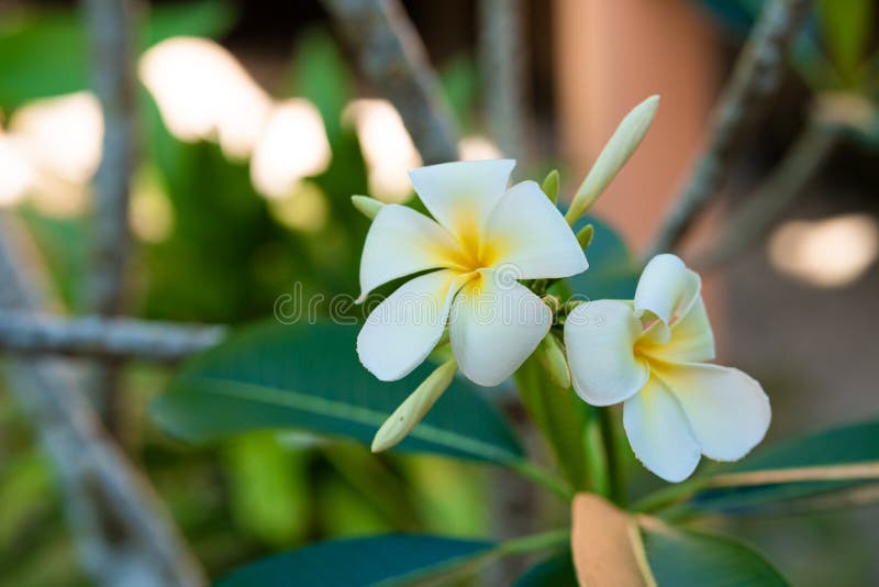 Blooming White Frangipani Flower in a Tropical Garden Stock Photo