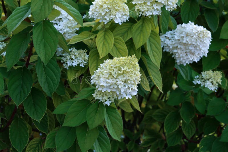 Blooming White Hydrangea Plants in Full Bloom Stock Photo Image of