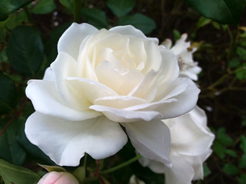 Blooming White Rose Stock Photo Image Of Petals White 102895512