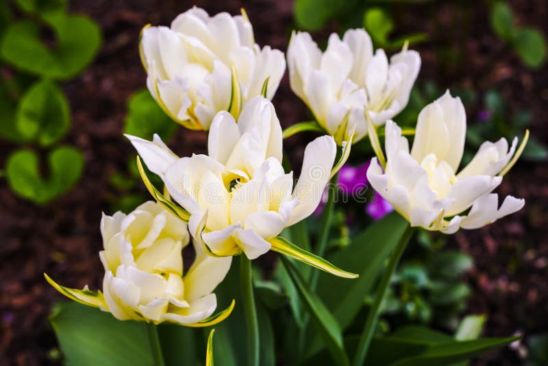 Blooming white terry tulips with yellow striped petals stock photos Blooming white terry tulips with yellow striped petals stock photos