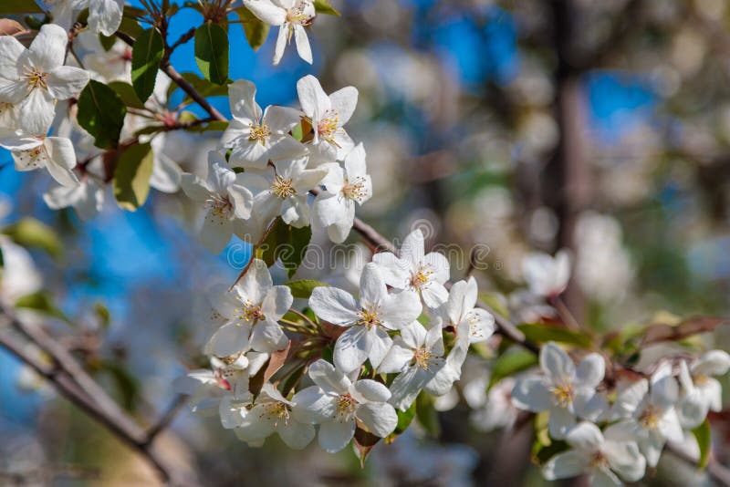 Blooming Wild Apple Tree with Pink and White Flowers. Stock Image