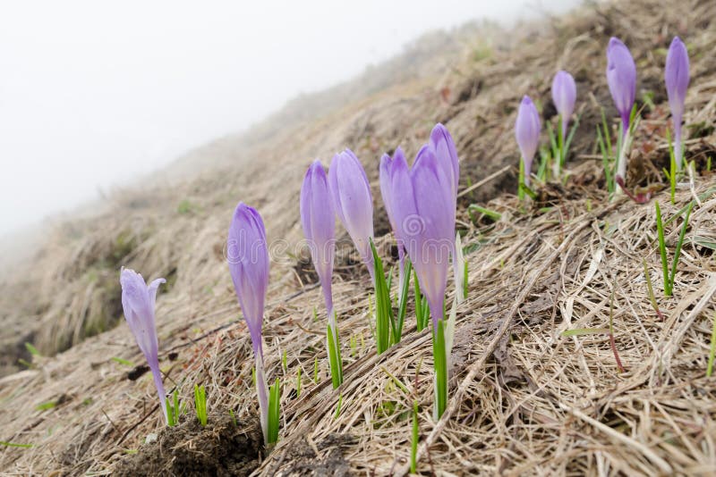 Blooming wild crocuses in the early spring mountains