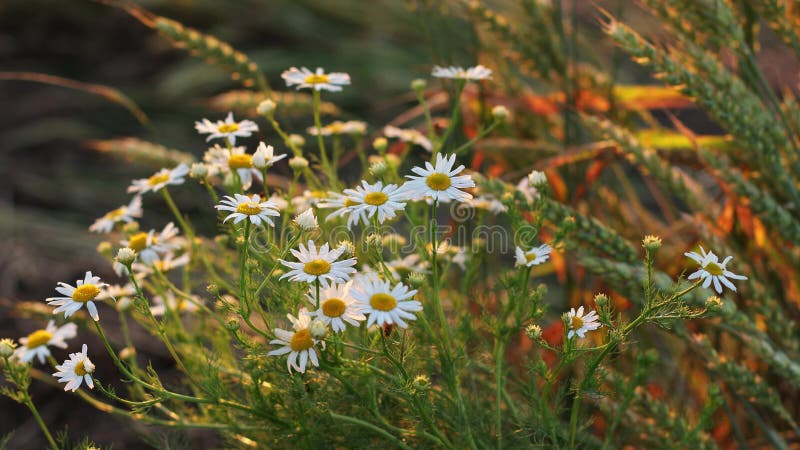 Blooming Wild Flower Matricaria Chamomilla, Matricaria Recutita, Chamomile. Commonly Known As Italian Camomilla, German