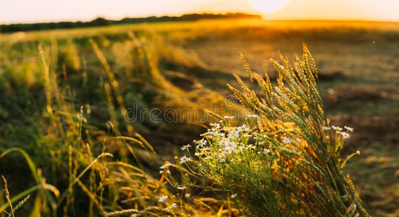 Blooming Wild Flower Matricaria Chamomilla, Matricaria Recutita, Chamomile. Commonly Known As Italian Camomilla, German