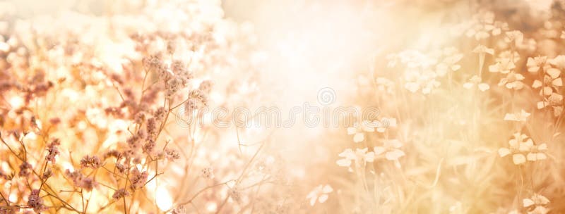 Blooming wild flower in soft meadow nature field spring banner background. Blooming wild flower in soft meadow nature field spring summer banner background