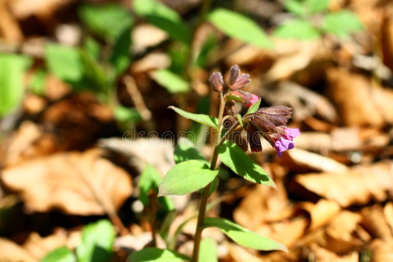 Blooming wild lungwort