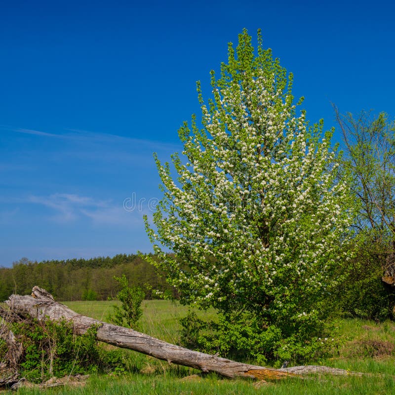 Blooming wild pear meadow