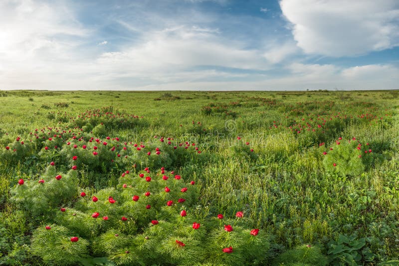 Blooming Wild Peonies in Steppe