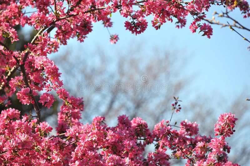Blooming wild pink fuchsia purple crab apple tree with blue sky background and copy space