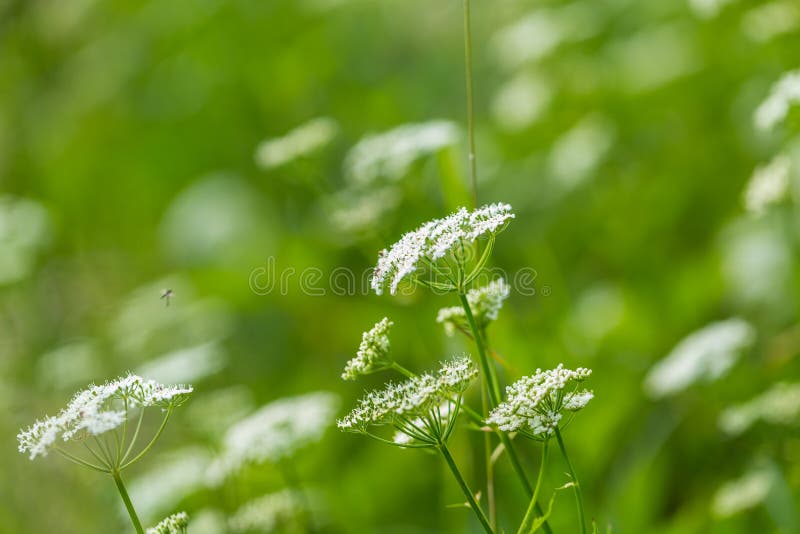 Blooming Wild White Flowers Stock Image Image of garden, shrub 72849427