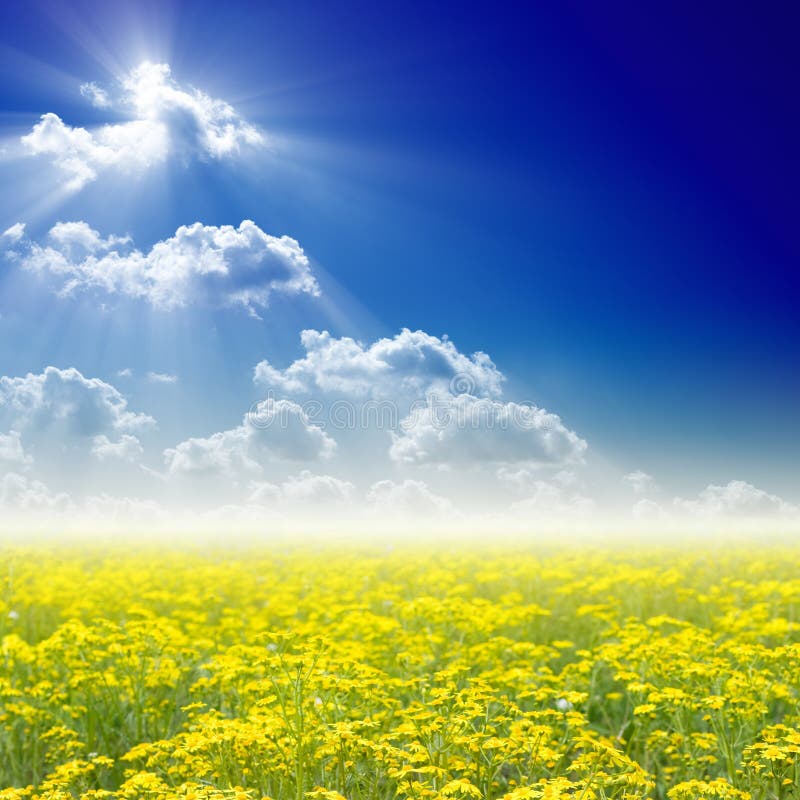 Beautiful nature background - blooming wildflowers field, bright sun in blue sky.
